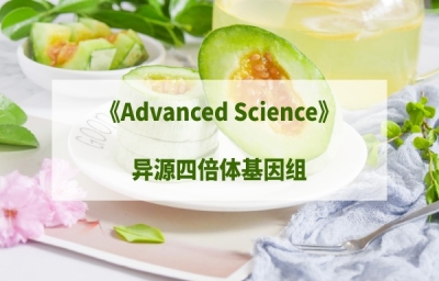 【项目案例】|ADV SCI人工合成异源四倍体“金瓜”基因组揭示多倍化机制