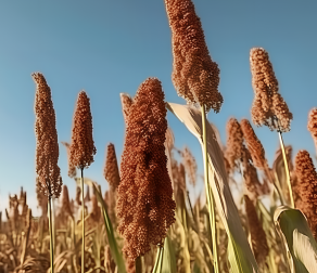 Mol Plant丨转录组学和群体研究联合助力高粱功能基因组学研究和遗传育种