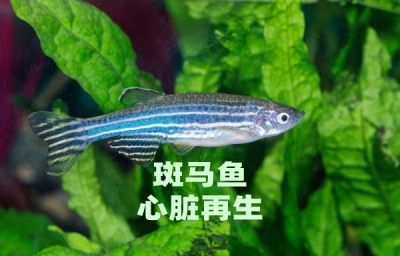 单细胞时空组学揭开斑马鱼心脏再生的奥秘