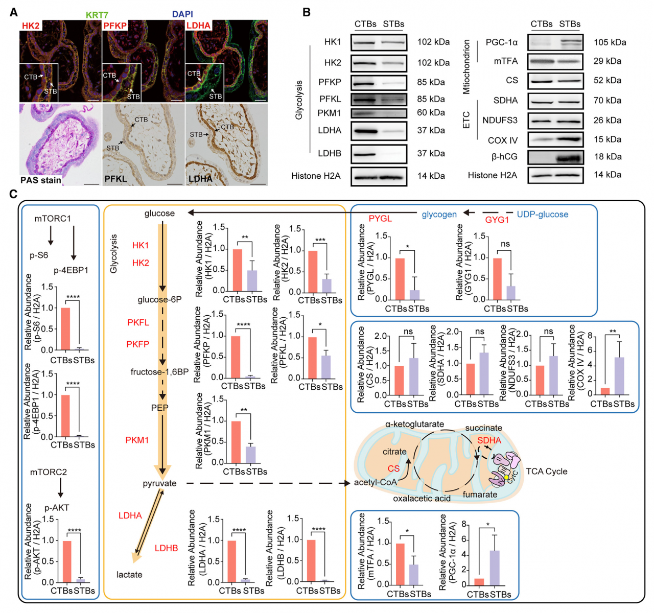 IF=19.8 | 中科院动物研究所在Cell子刊发表重要研究成果 | | 百迈客生物